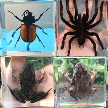 1 szt żaba próbki pająk w przezroczystej żywicy edukacyjny poznaj narzędzie szkolne szkolne