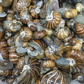 Naturalne Jade Ślimak, Nautilus Nautilus, Аммоноиды, Аммониты, Керамбициды
