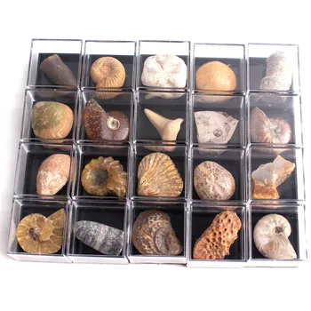 20szt surowce naturalne zwierzęta ze skrzynią minerały próbki biologia geografia szkolenia kolekcja próbek kamień rock mini ładny wystrój